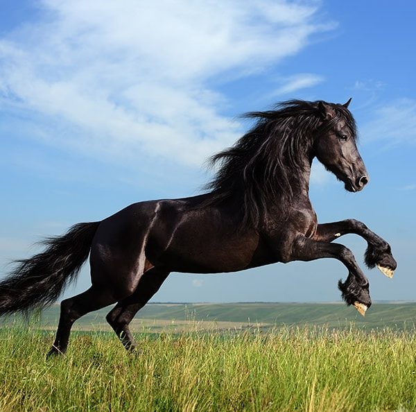 Pferdehanf starke vitale Pferde